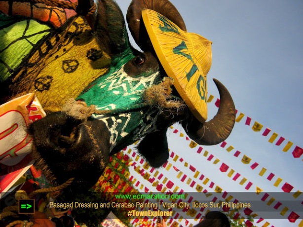 Pasagad Dressing and the Largest Gathering of Carabao in Vigan